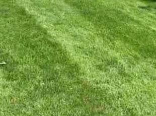 Maryln S.'s Lawn Service service result