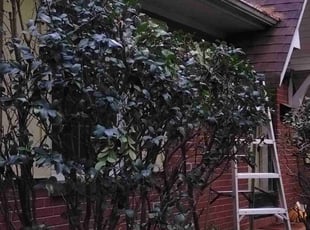 Bush Trimming by Andre Thompson for Stephanie M. in Charlotte, NC