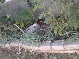 Weeding by Karson Waggoner for Tucker H. in Norman, OK
