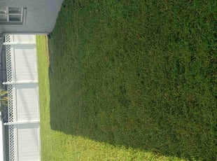 Marcela P.'s Lawn Maintenance service result