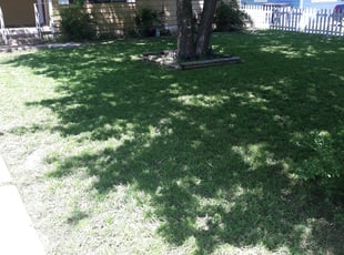 Loretta K.'s Lawn Mowing Service service result