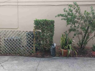 Bush Trimming by Kenneth Hall for Asaf L. in Orlando, FL