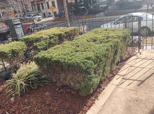 Bush Trimming by Allan Roberts for VALARIE C. in Washington, DC