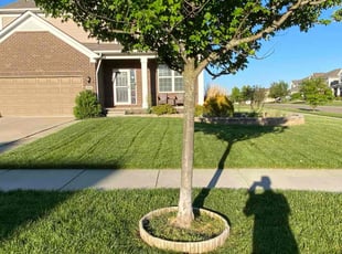 Lauren S.'s Yard Cutting service result