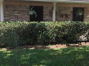 Bush Trimming by Mynor Chuc for Vicky M. in Houston, TX