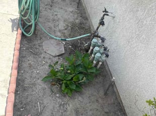 Weeding by Carlos Reyna for Clarence W. in Fontana, CA