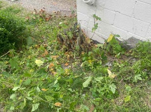 Bush Trimming by Jennifer Frain for Eric B. in Pittsburgh, PA