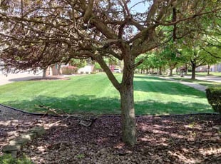 Lauren S.'s Yard Cutting service result