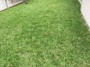 Rachael A.'s Lawn Mowing service result