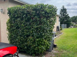 Bush Trimming by Skye Brisco for Nik M. in Boca Raton, FL