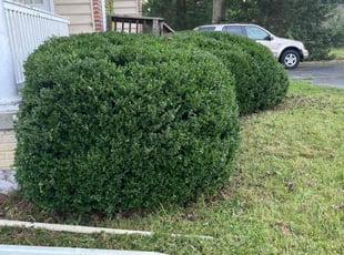 Bush Trimming by Gary Black for Reginald B. in Waldorf, MD