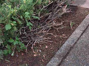 Cleanups by Troy Allman for Acacia M. in Puyallup, WA