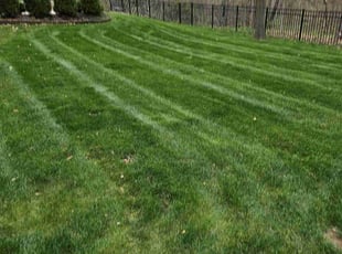 Christian P.'s Yard Cutting service result