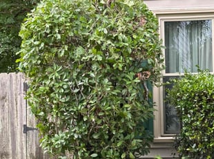 Bush Trimming by Larry Gordon for Frances R. in Virginia Beach, VA