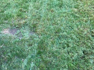 Ryan M.'s Lawn Care service result