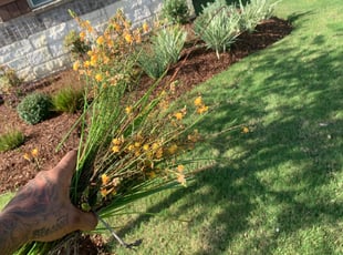 Bush Trimming by Steven Jones for Chris H. in Richmond, TX