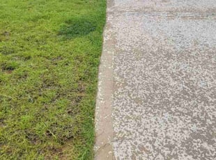 Eileen H.'s Lawn Service service result