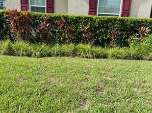 Bush Trimming by M&C Lawn Pro Services, LLC for Seth W. in Ocoee, FL