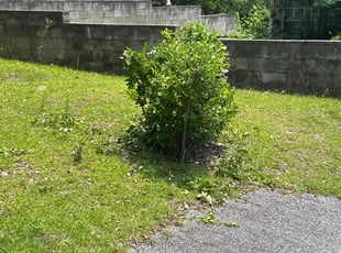 Bush Trimming by Amelia Brown for Lula E. in Hopkins, SC
