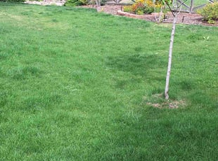 Nicholas S.'s Lawn Care service result