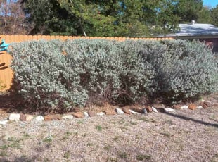 Bush Trimming by Stephen Sifuentes for Mary O. in San Antonio, TX