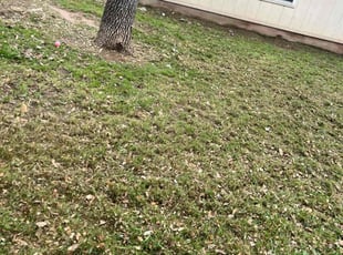 Leaf Removal by Israel Roman Solano for Anne K. in Cedar Park, TX