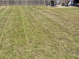 Rhasheda P.'s Lawn Maintenance service result