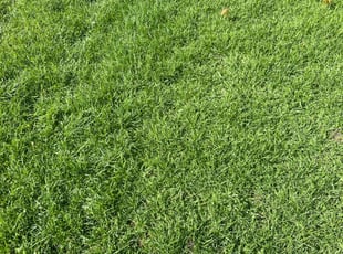 Robin R.'s Lawn Service service result