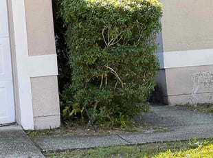 Bush Trimming by Gerard Burnett for Meredith M. in Apopka, FL