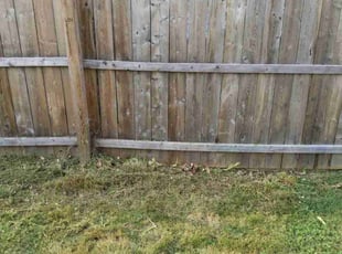 Bush Trimming by Robert Edwards for Shawnett J. in Wilmington, DE