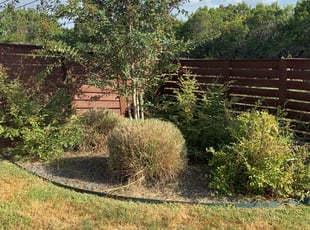 Bush Trimming by Michael Mender for Gabriela G. in Austin, TX