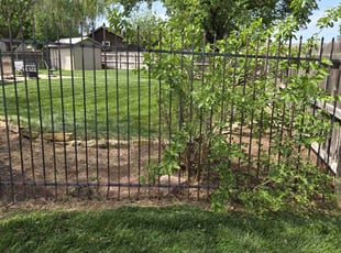 Leaf Removal by Chad Suenram for Caleb S. in Wichita, KS