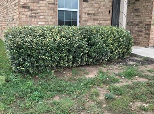 Bush Trimming by Andrew Garza for Selena R. in San Antonio, TX
