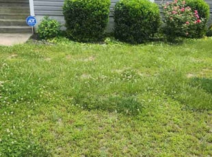 Bush Trimming by Marvin Harrison for Rachel B. in Ashland, VA