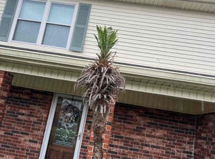 Weeding by Juan Manson for Brian F. in New Orleans, LA