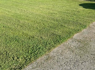 David H.'s Lawn Mowing service result