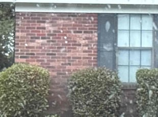 Bush Trimming by Antonio Rhodes for Demetra A. in Hephzibah, GA