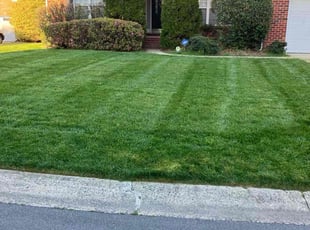 Reina G.'s Lawn Maintenance service result