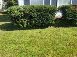 Bush Trimming by Gerald Spencer for Ronald M. in Richmond, VA