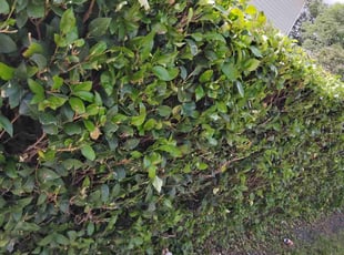 Bush Trimming by Nicole Royster for Jasmine N. in Norfolk, VA