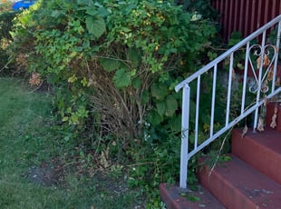 Bush Trimming by Kalvin Byrd for Tess R. in Pittsburgh, PA