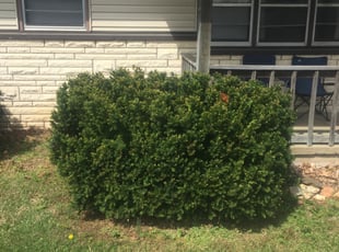 Bush Trimming by Brandon McDonald for Robert B. in Springfield, MO