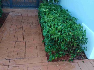 Bush Trimming by John Hernandez for Elio P. in Miami, FL