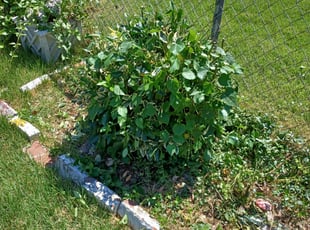 Bush Trimming by Jose Paz for Junius S. in Washington, DC