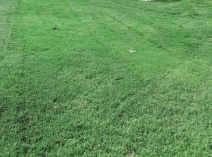 Valerie E.'s Lawn Care service result