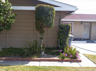 Bush Trimming by Damian Cornelious Sr. for Andy C. in Buena Park, CA