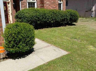 Eva L.'s Lawn Care service result