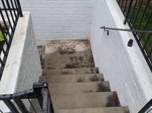 Leaf Removal by Rose Valle for Jillian K. in Arlington, VA