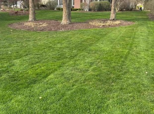Maria-Odilia L.'s Lawn Service service result