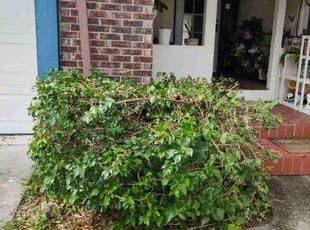 Bush Trimming by Thomas Briody for Denise D. in Clermont, FL